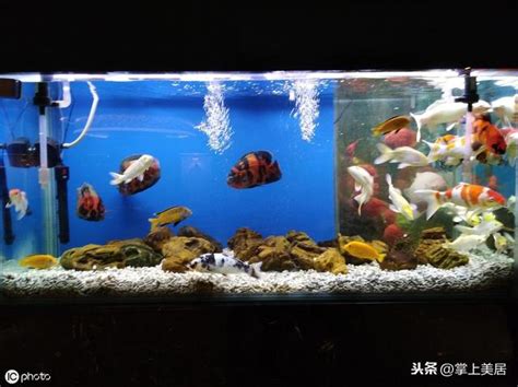 誰家裡養魚|家中養魚養幾隻 最全家居養魚風水學